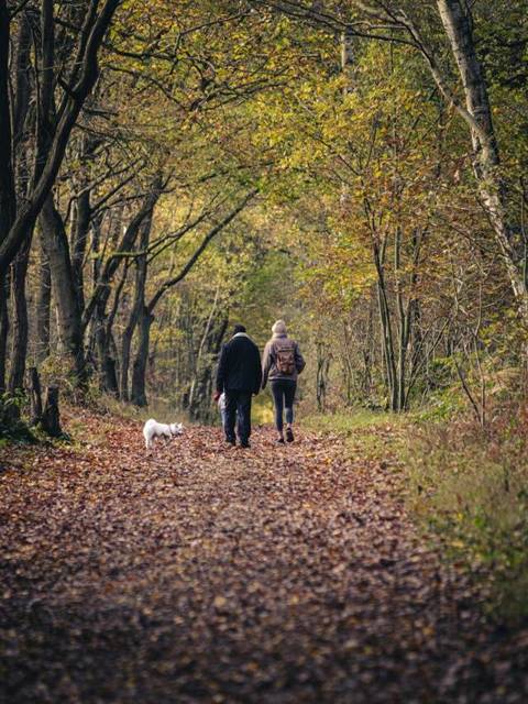 Mensch und Hund im Alltag