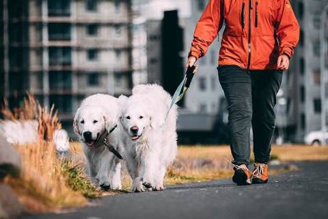Mensch und Hund im Alltag