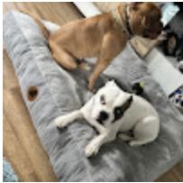 Lysanns Hunde auf ihrem Platz